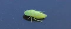 Xerophloea major thumbnail 3