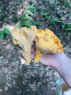 Cantharellus flavolateritius thumbnail 4