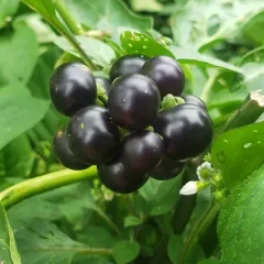 Garden Huckleberry thumbnail 4