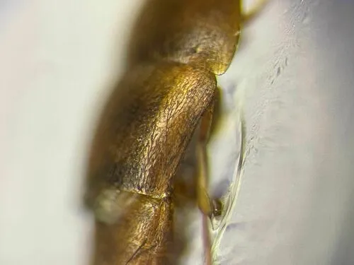 Sepedophilus scriptus