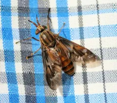 Brownish Deer Fly thumbnail 3
