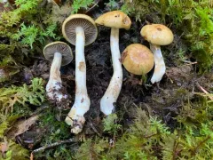 Cortinarius glutinosus thumbnail 2