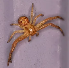 Sad Ground Crab Spider thumbnail 3