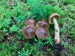Cortinarius olivaceoluteus thumbnail 3