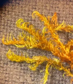 Floating Hook Moss thumbnail 1