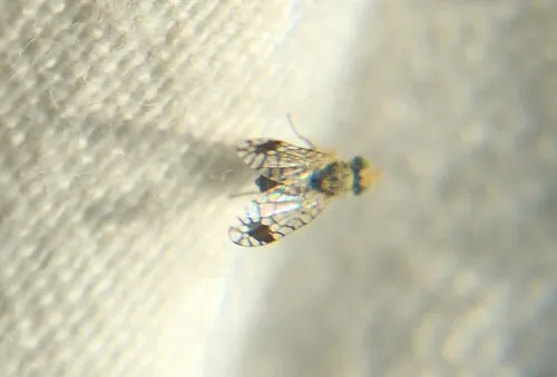 Euarestoides acutangulus