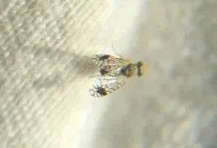 Euarestoides acutangulus thumbnail 1