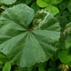 Mallow Leaf Miner thumbnail 3