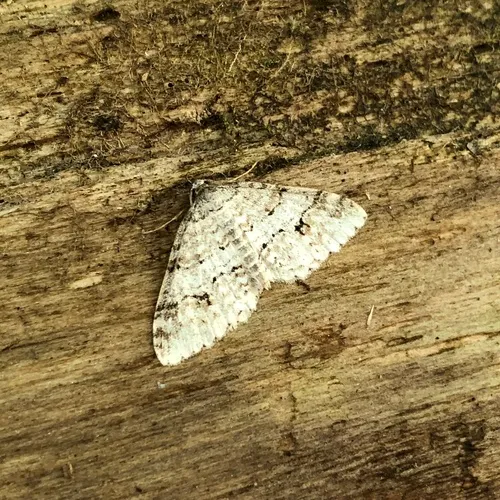 Welsh Wave Moth