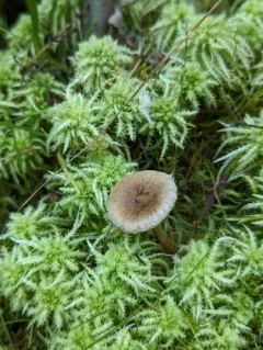 Inocybe helobia thumbnail 1