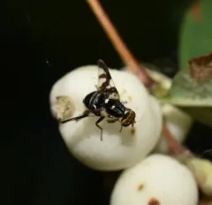 Rhagoletis zephyria thumbnail 3