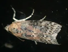 Hackberry Leafroller Moth thumbnail 4