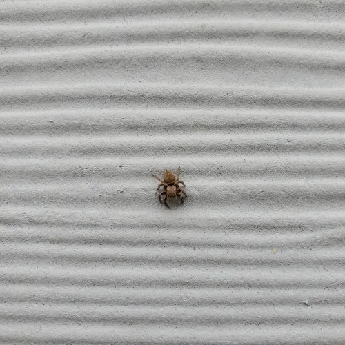 Oregon Paradise Spider