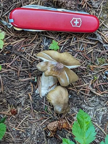 Entoloma majaloides