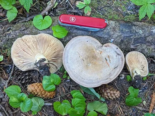 Lactarius cordovaensis