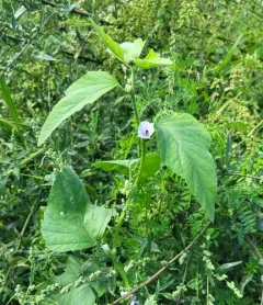 marsh mallow thumbnail 3