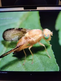 Icterica seriata thumbnail 4