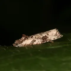 Apotomis albeolana thumbnail 3