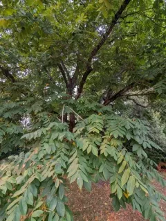 Japanese walnut thumbnail 2