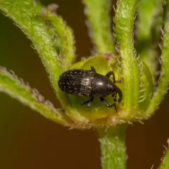 Pseudobaris nigrina thumbnail 3