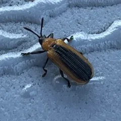 Locust Leafminer thumbnail 4