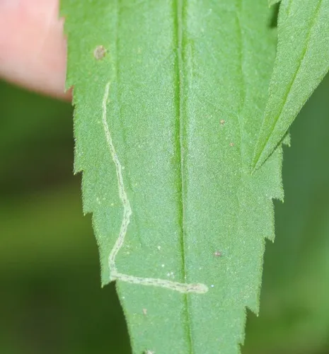 Liriomyza eupatorii