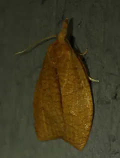 Cenopis chambersana thumbnail 1