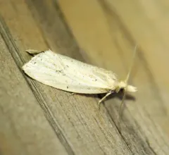 Two-spotted Aethes thumbnail 3