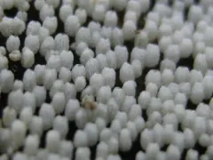 white tubelet thumbnail 2