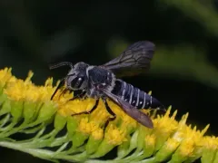 Say's Cuckoo Leafcutter Bee thumbnail 4