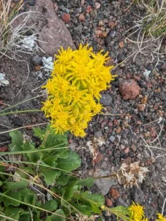 Sticky Goldenrod thumbnail 1