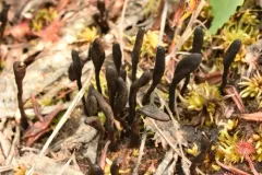 Geoglossum sphagnophilum thumbnail 2