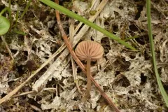 Entoloma propinquum thumbnail 2