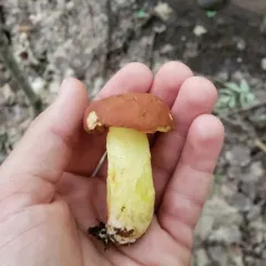 Smoothish-stemmed bolete thumbnail 2