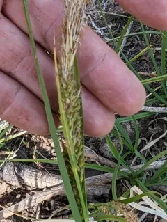 Oregon sedge thumbnail 4