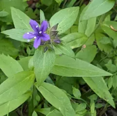 Mount Mazama collomia thumbnail 3