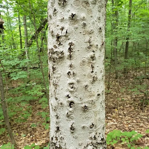 Beech Bark Canker Fungus
