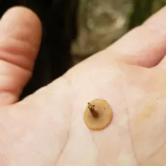 Tatraea macrospora thumbnail 1