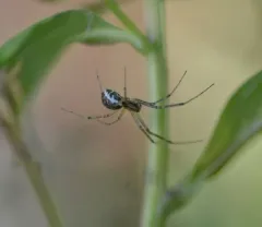 Common sheetweb spider thumbnail 2