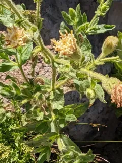 mount shasta arnica thumbnail 4