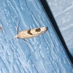 Aster-head Eucosma Moth thumbnail 2