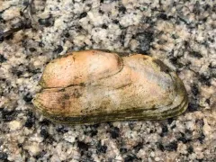 Neotrapezium liratum thumbnail 2