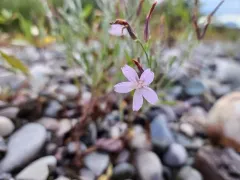Teton wirelettuce thumbnail 2