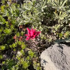mountain paintbrush thumbnail 4
