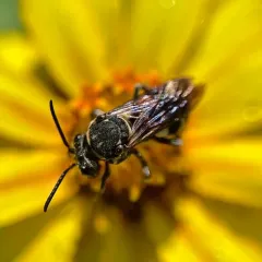Lunate Longhorn-cuckoo Bee thumbnail 4
