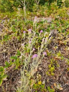 Centaurea varnensis thumbnail 3
