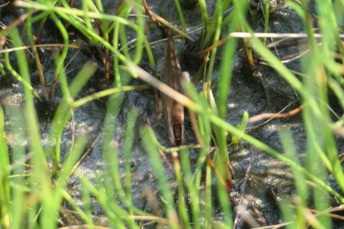 Stripe-faced Meadow Katydid