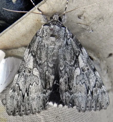 Dejected Underwing