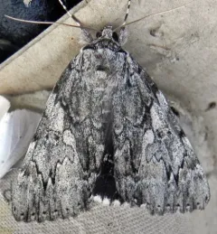 Dejected Underwing thumbnail 1