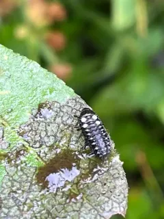Chrysomela confluens thumbnail 2
